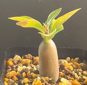 Adenium somalense PLANT