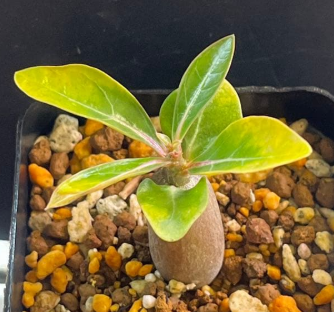 Adenium somalense PLANT