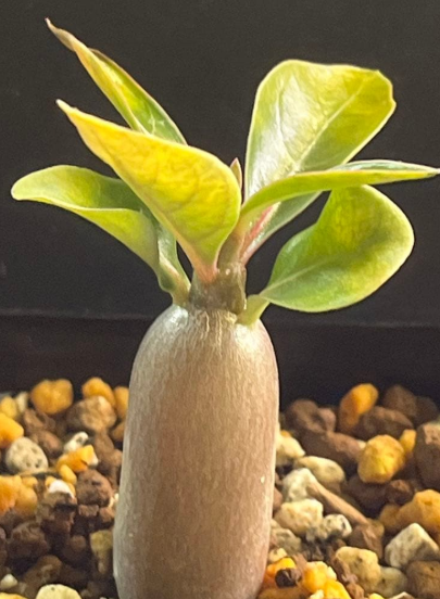 Adenium somalense PLANT