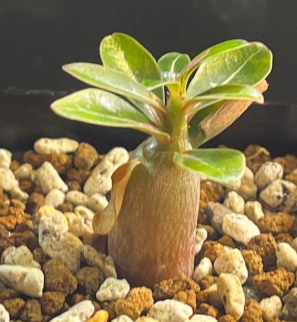 Adenium somalense PLANT