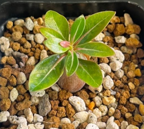 Adenium somalense PLANT