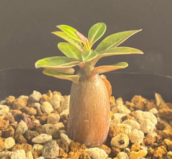 Adenium somalense PLANT