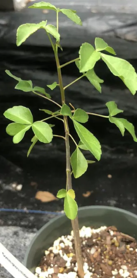 Commiphora mildbraedii PLANT