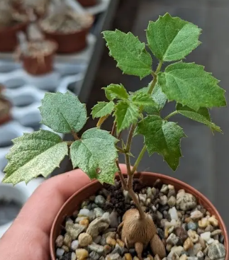 Cyphostemma adenocaule PLANT