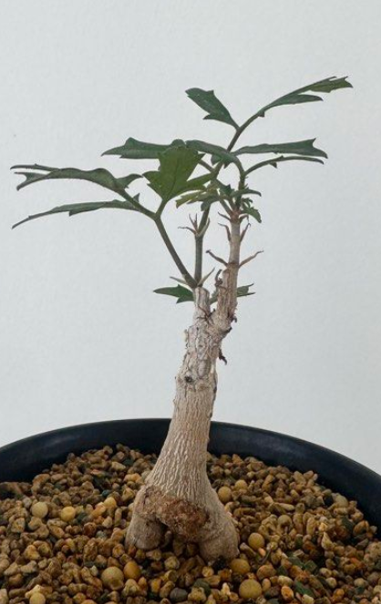 Cyphostemma laza PLANT