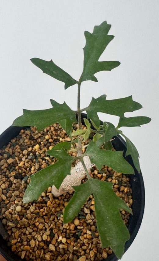 Cyphostemma laza PLANT