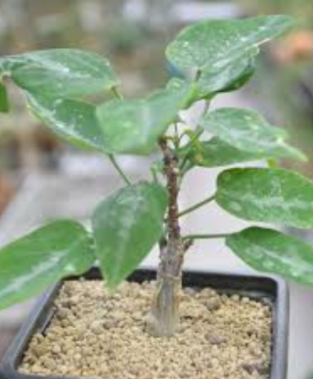 Cyphostemma pachypus PLANT