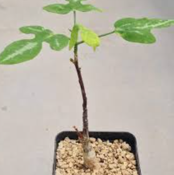 Cyphostemma pachypus PLANT