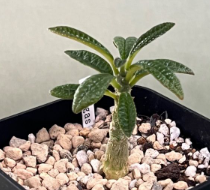 Dorstenia Gigas PLANT