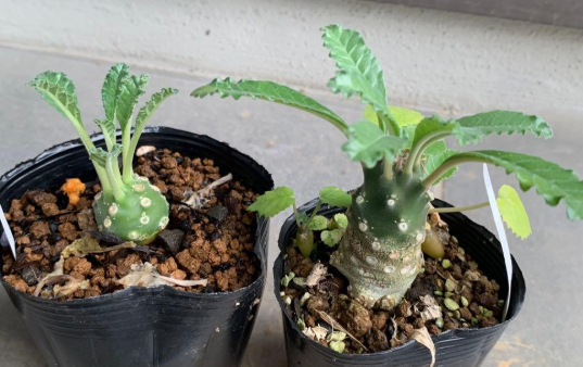 Dorstenia Lavrani PLANT