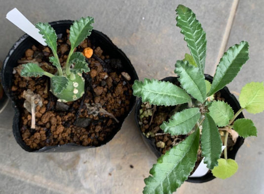 Dorstenia Lavrani PLANT