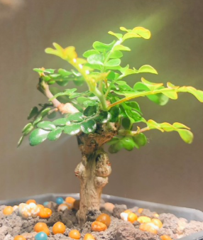 Operculicarya decaryi PLANT