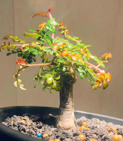 Operculicarya decaryi PLANT