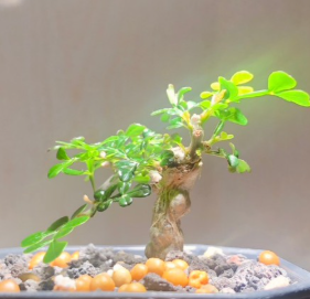 Operculicarya decaryi PLANT