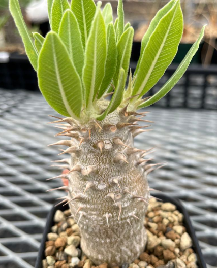 Pachypodium rosulatum PLANT