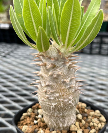 Pachypodium rosulatum PLANT
