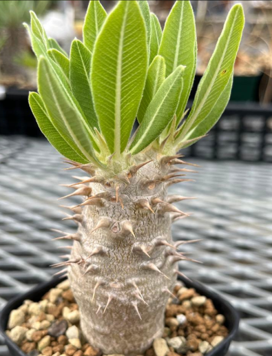 Pachypodium rosulatum PLANT