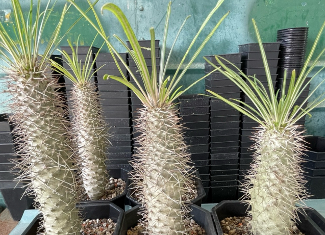 Pachypodium mikea PLANT