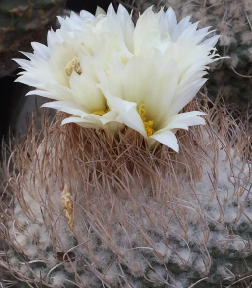 Strombocactus jarmilae 10 Pieces Seeds