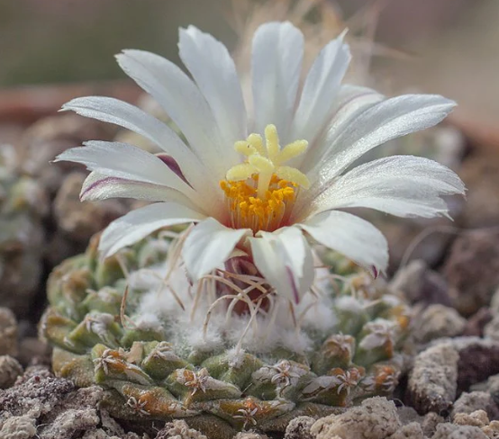 Strombocactus jarmilae 10 Pieces Seeds