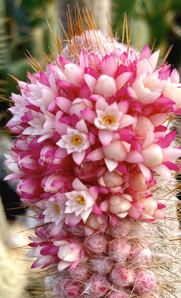 Micranthocereus alvinii 10 Pieces Seeds