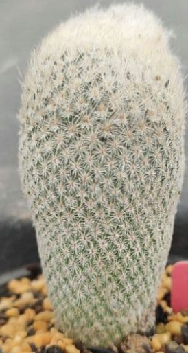 Epithelantha micromeris 12 Pieces Seeds