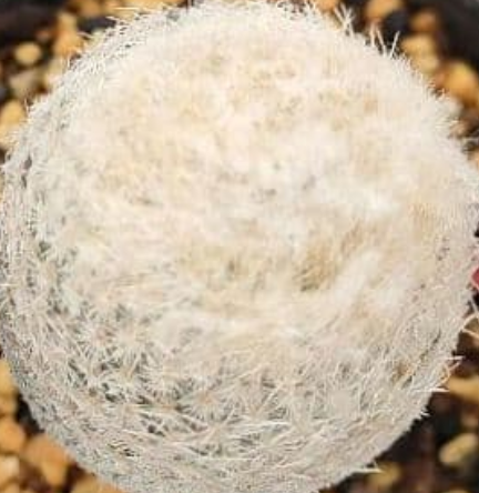 Epithelantha micromeris 12 Pieces Seeds