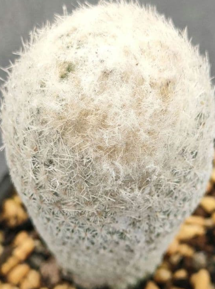 Epithelantha micromeris 12 Pieces Seeds