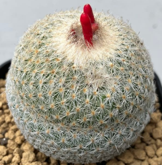Epithelantha micromeris 12 Pieces Seeds