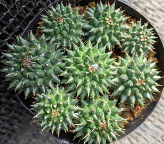 Mammillaria sempervivi 10 Pieces Seeds