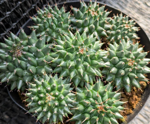 Mammillaria sempervivi 10 Pieces Seeds