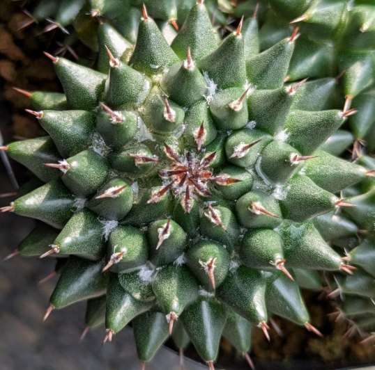 Mammillaria sempervivi 10 Pieces Seeds