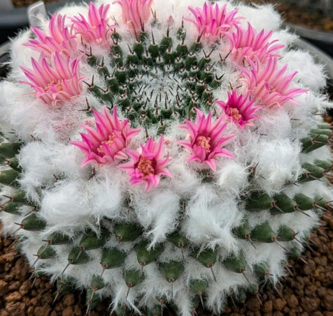 Mammillaria sempervivi 10 Pieces Seeds