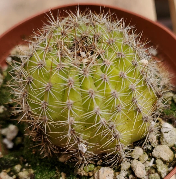 Notocactus werdermannianus 10 Pieces Seeds