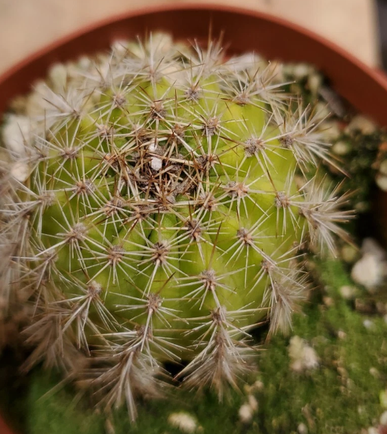 Notocactus werdermannianus 10 Pieces Seeds