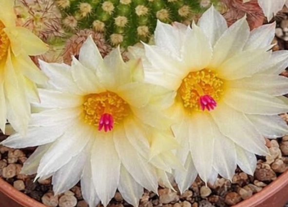 Notocactus werdermannianus 10 Pieces Seeds