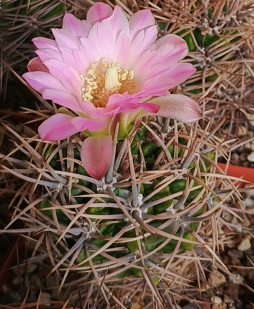 Gymnocalycium achirasense 10 Pieces Seeds