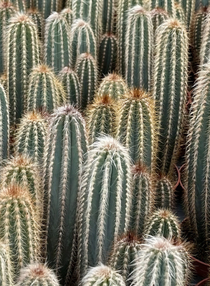 Pilosocereus odilensis 10 Pieces Seeds