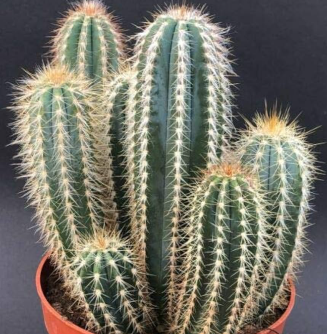Pilosocereus odilensis 10 Pieces Seeds