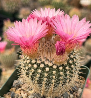 Notocactus gutierrezii 10 Pieces Seeds