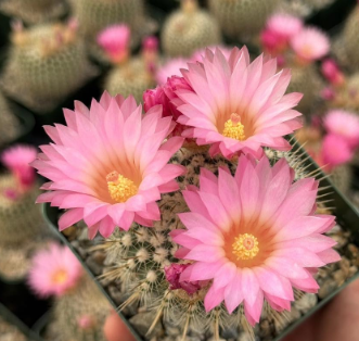 Notocactus gutierrezii 10 Pieces Seeds