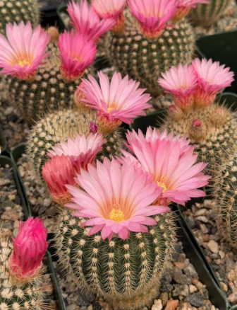 Notocactus gutierrezii 10 Pieces Seeds