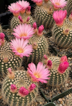 Notocactus gutierrezii 10 Pieces Seeds