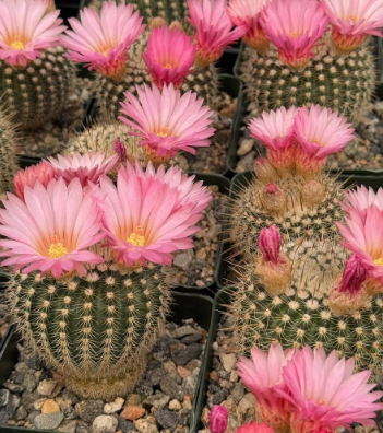 Notocactus gutierrezii 10 Pieces Seeds