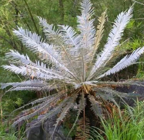 Cycas sp. "Silver" 3 Pieces Seeds
