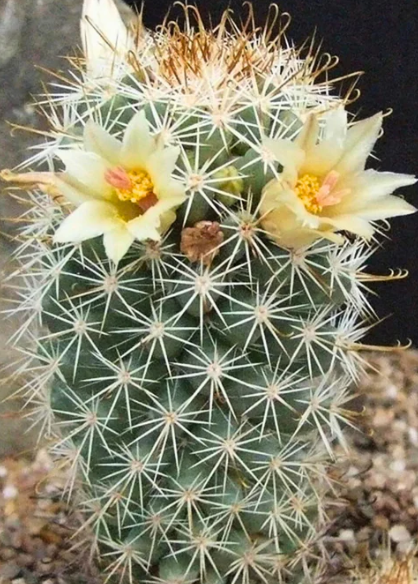 Mammillaria Armillata 10 Pieces Seeds