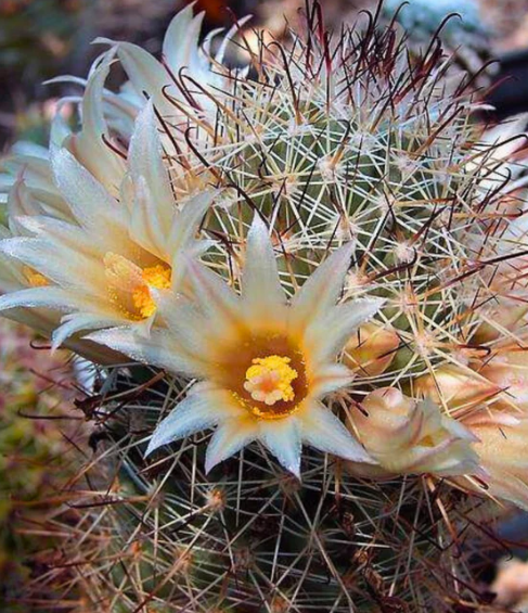 Mammillaria Armillata 10 Pieces Seeds