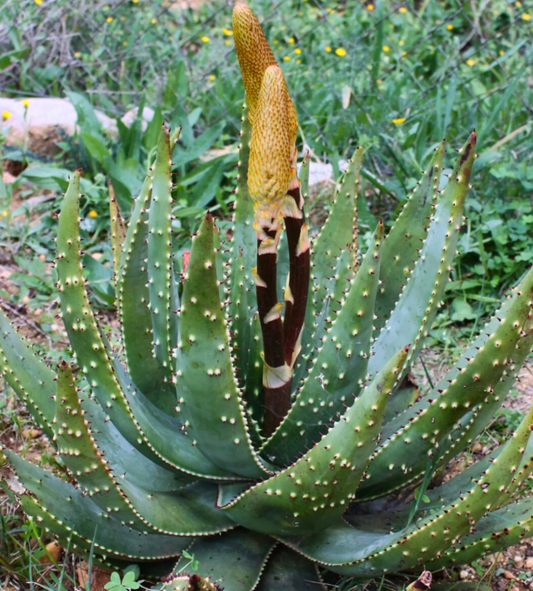 Aloe Aculeata 20 Pieces Seeds