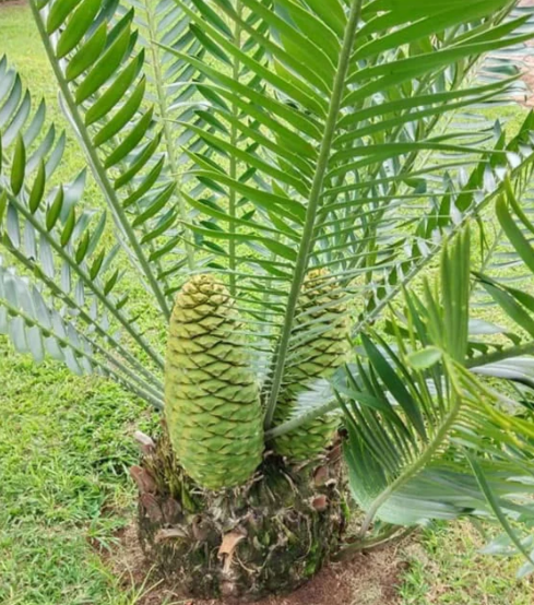 Encephalartos Manikensis 3 Pieces Seeds