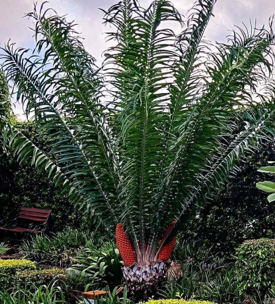 Encephalartos Gratus 3 Pieces Seeds